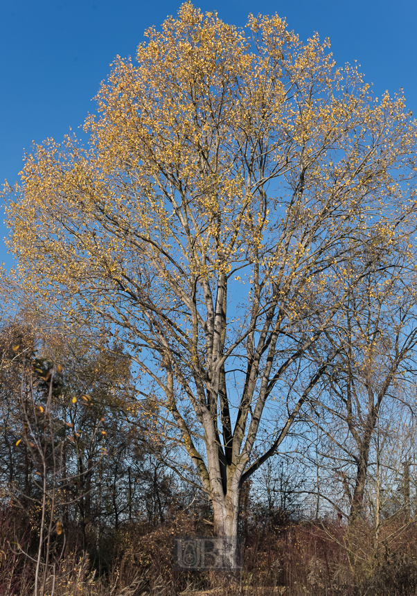01_herbst15_07