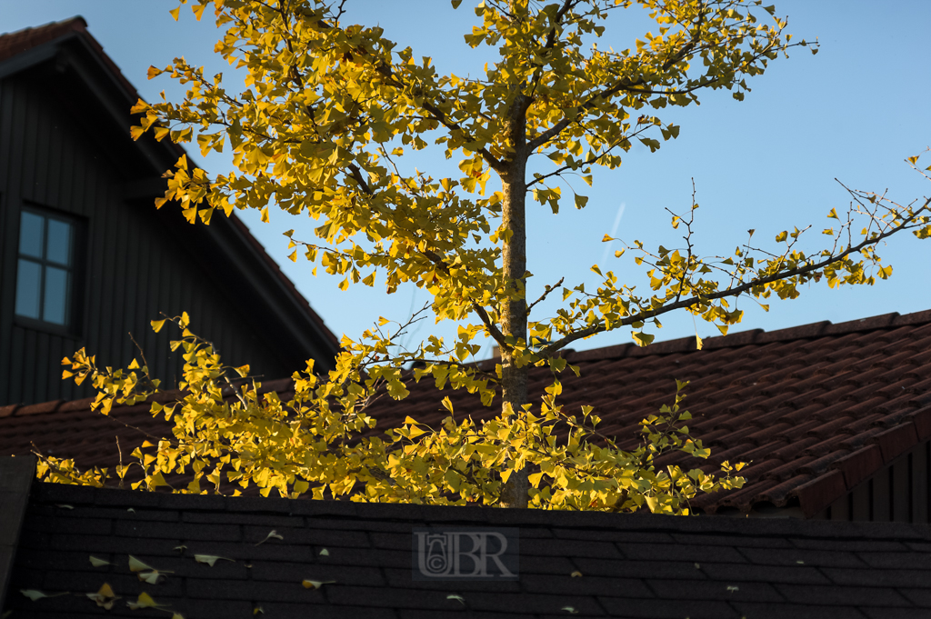 01_herbst15_14