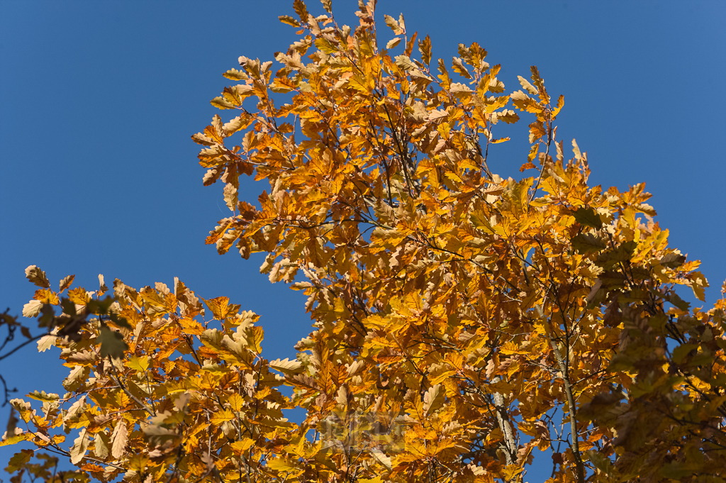 UBR_4985