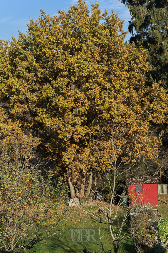 UBR_5133