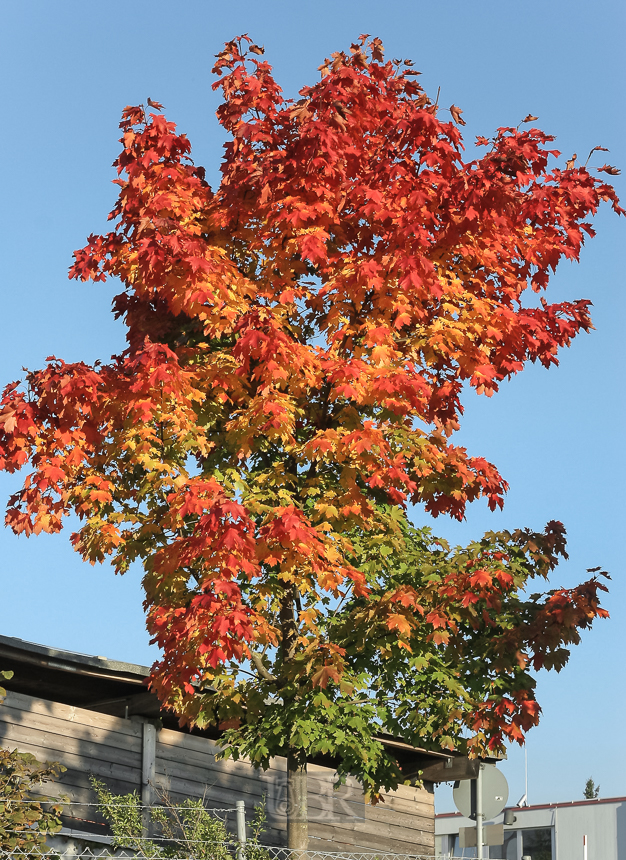 ahorn_baum_rotgelbgruen