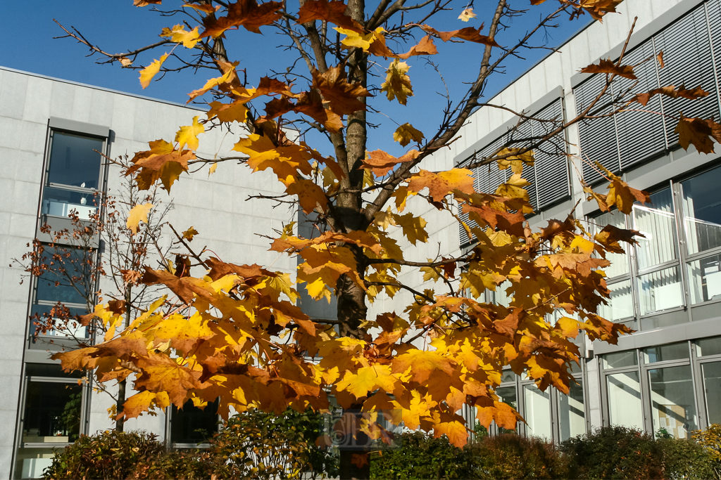 ahorn_herbst_intergraph_parkplatz_20d
