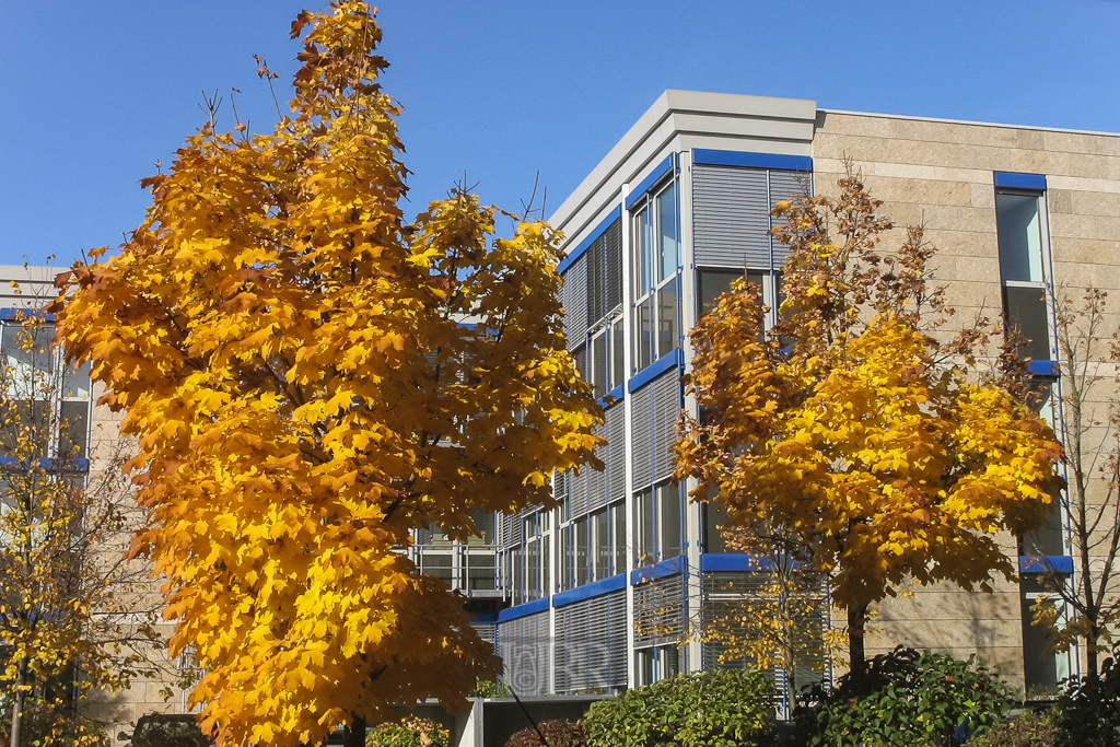 ahorn_herbst_intergraph_parkplatz_a610