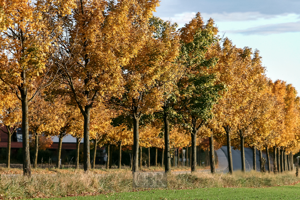 herbst_allee_21
