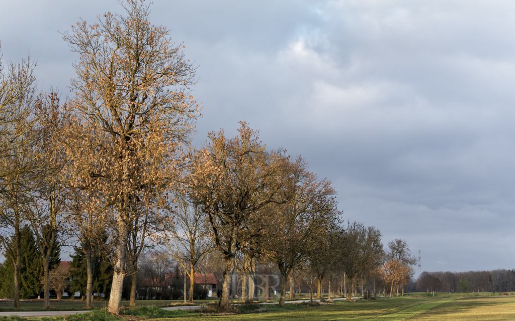 herbst_allee_zengerrmoos