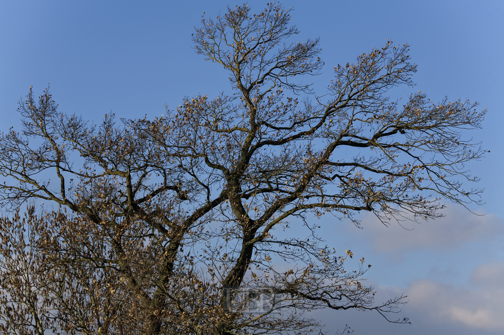herbst_baum_krone