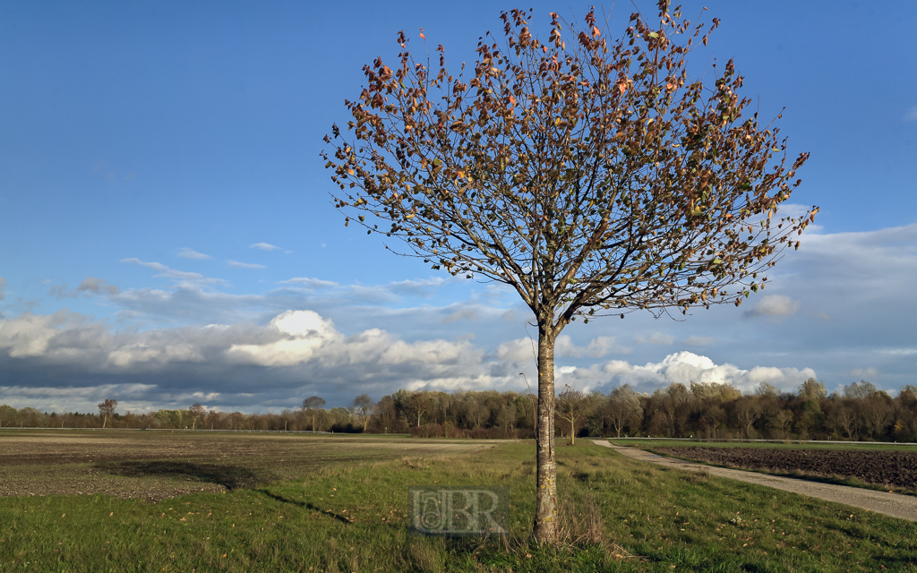 herbst_wind_im_baum_03