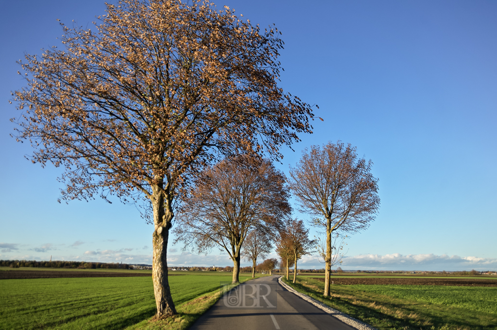 herbst_wind_im_baum_04