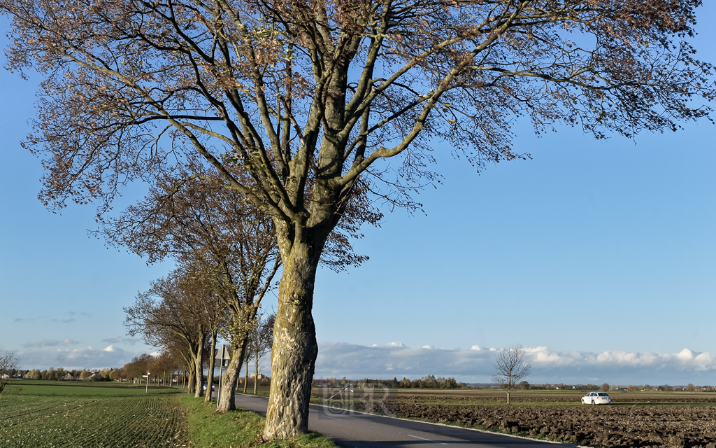 herbst_wind_im_baum_05