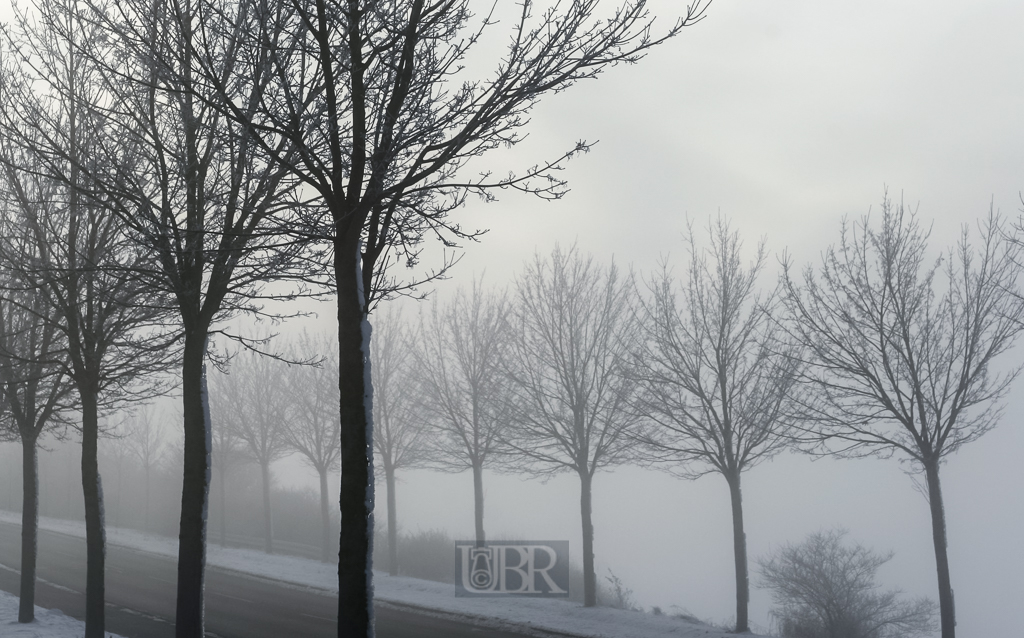 allee_im_morgennebel_22