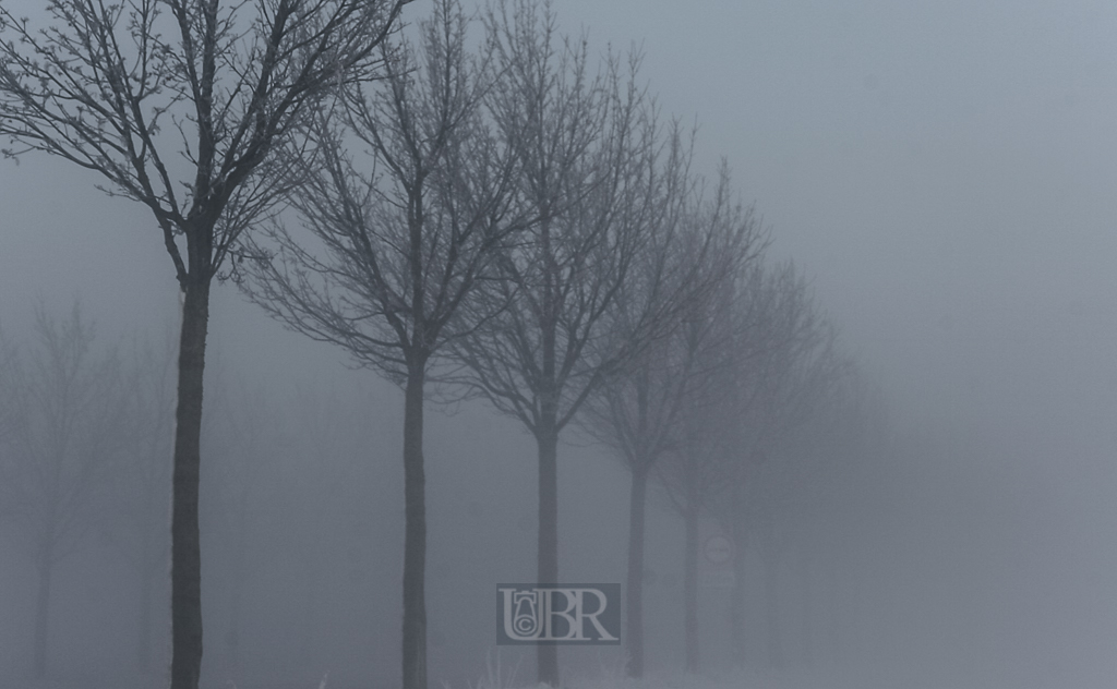 allee_im_morgennebel_23