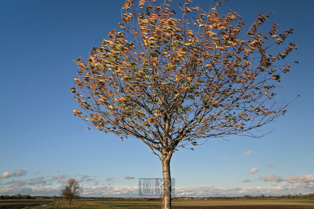 herbst_wind_im_baum_01