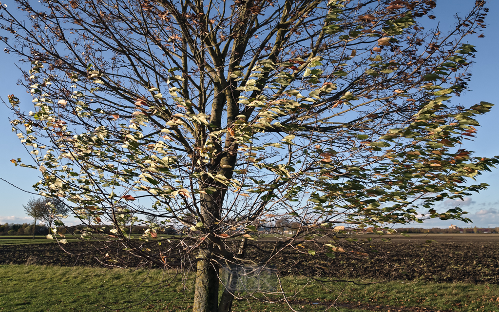 herbst_wind_im_baum_02