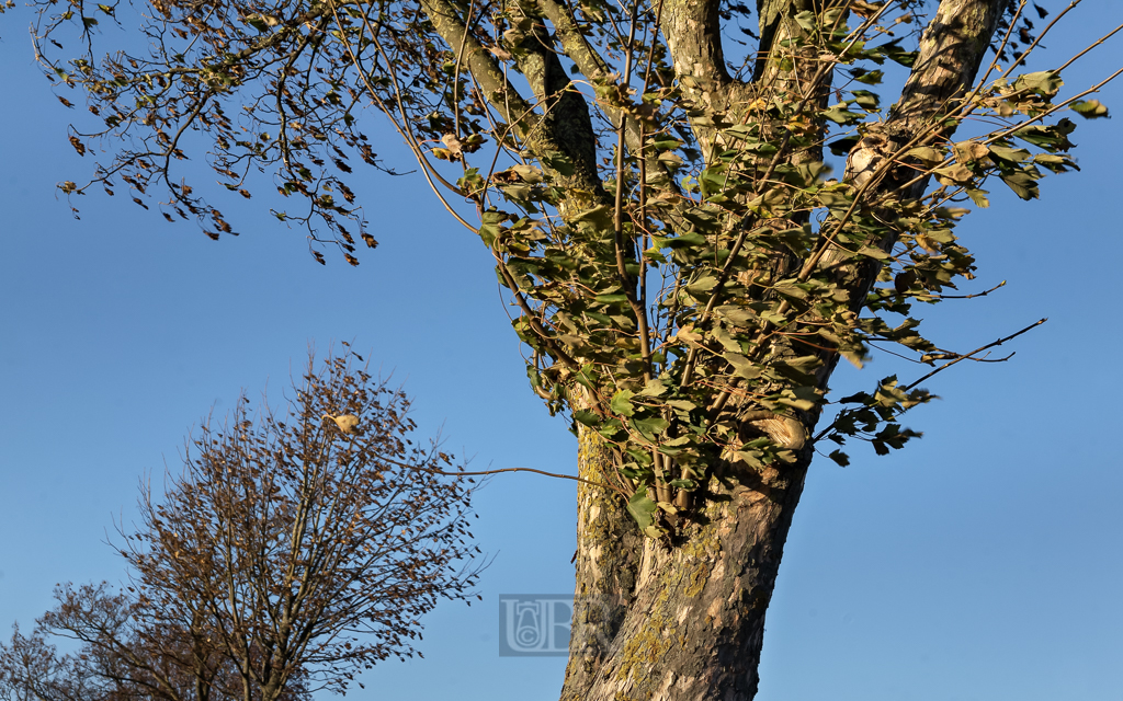 herbst_wind_im_baum_06