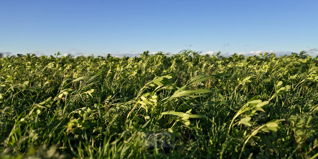 herbst_wind_im_feld