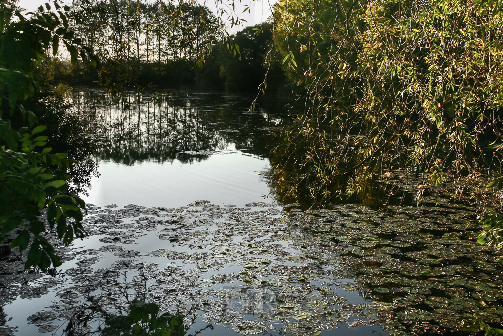 hundeweiher_herbst_abendlicht