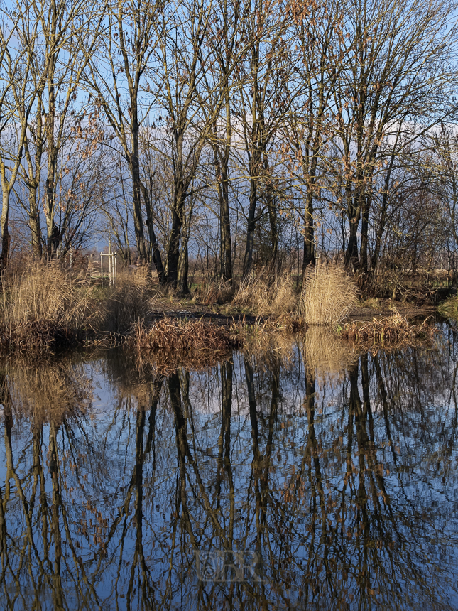 wasserspiegel_eicherloh_212