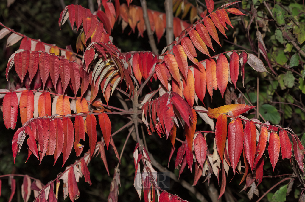 01_herbst15_11