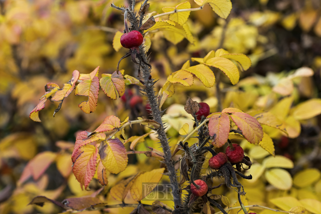 02_herbst15_04