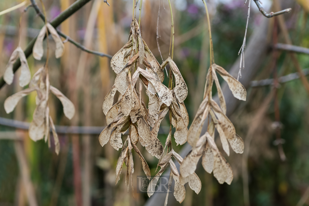02_herbst15_11