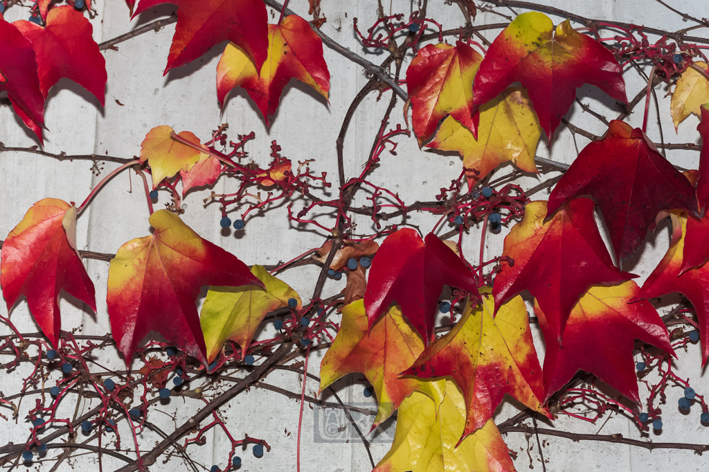 03_herbst15_01