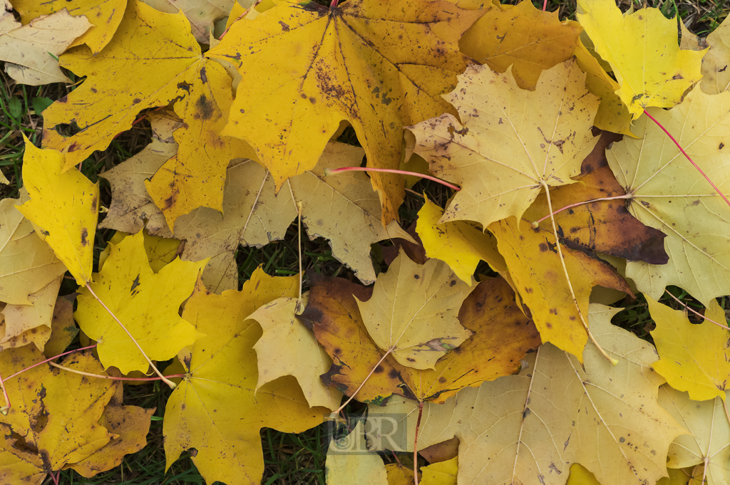 04_herbst15_05