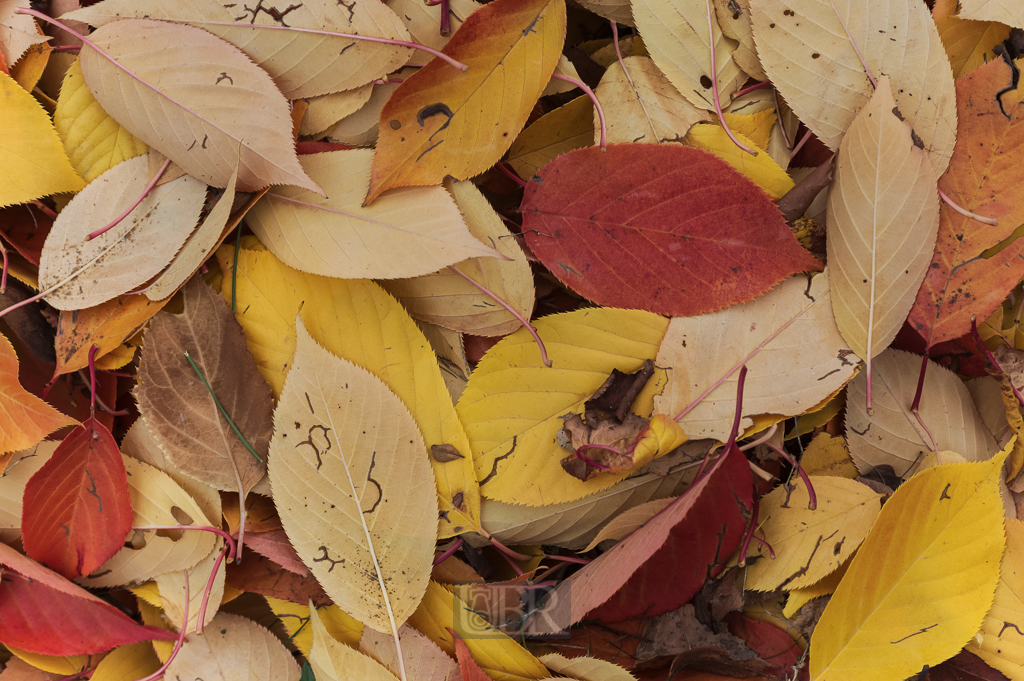 04_herbst15_07
