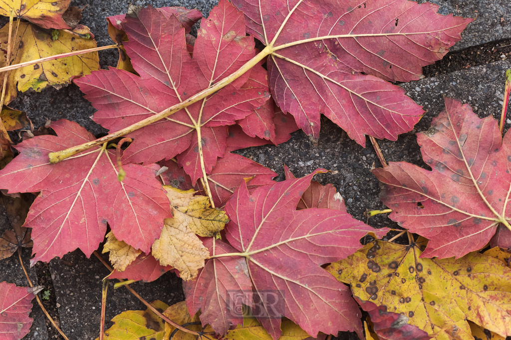 04_herbst15_08