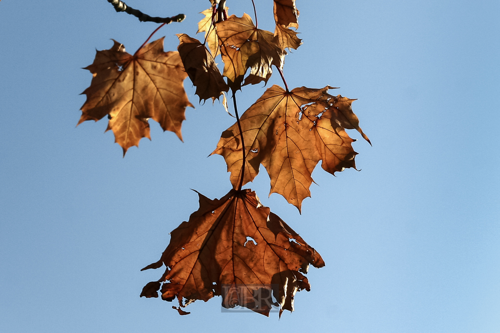 ahorn_blaetter_welk