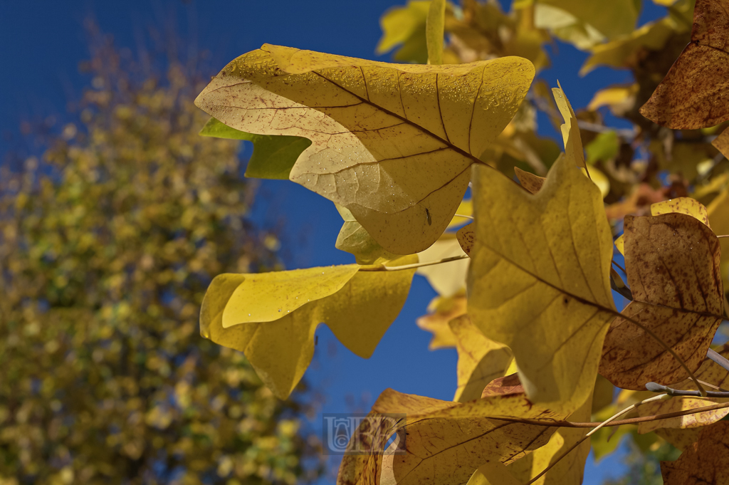 herbst_ahorn_03_blaetter