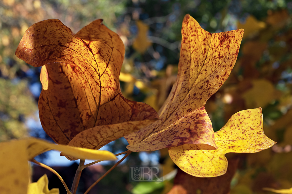 herbst_ahorn_04_blaetter