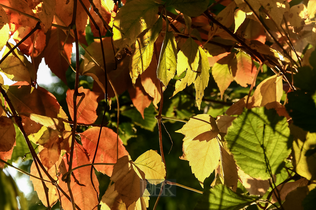herbst_blaetter_gegenlicht_01