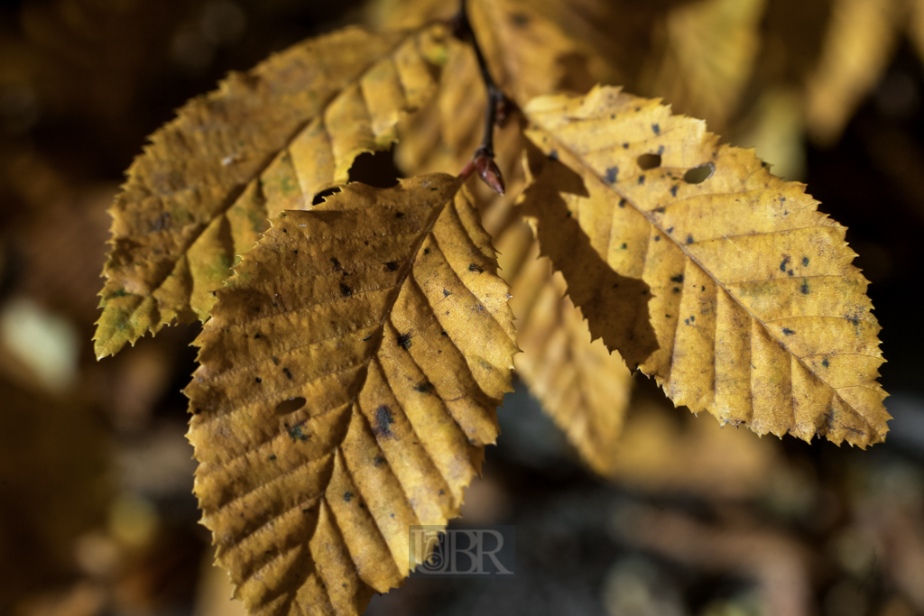 herbstblaetter_03