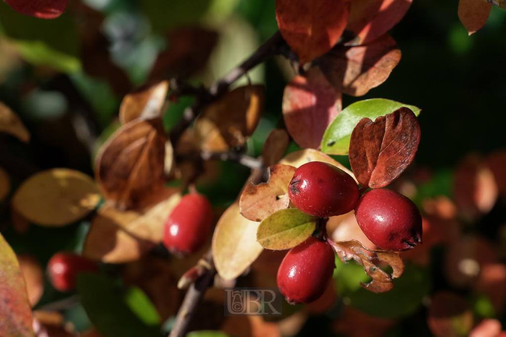 herbstblaetter_07_mit_frucht