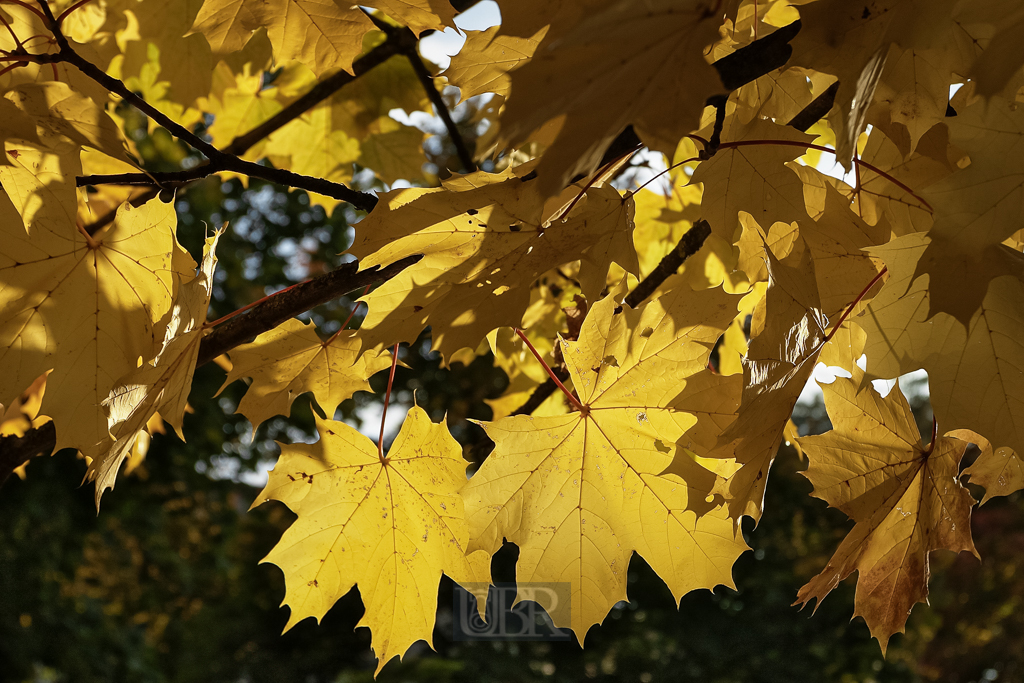 herbstfarben_ahorn_blaetter_42