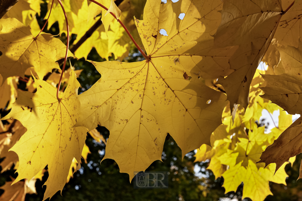 herbstfarben_ahorn_blaetter_43