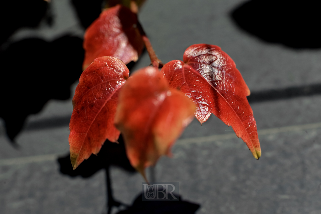 wein_blatt_03