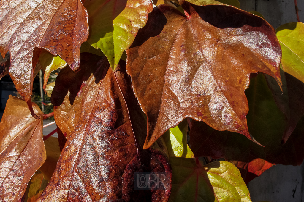 wein_rathaus_in_herbstsonne_01