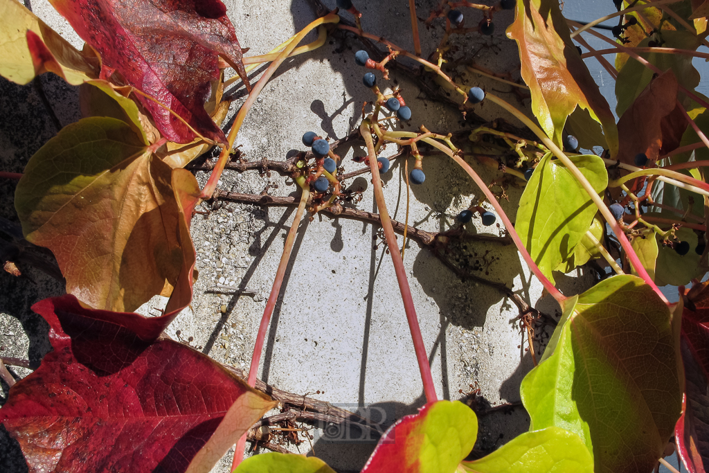 wein_rathaus_in_herbstsonne_02