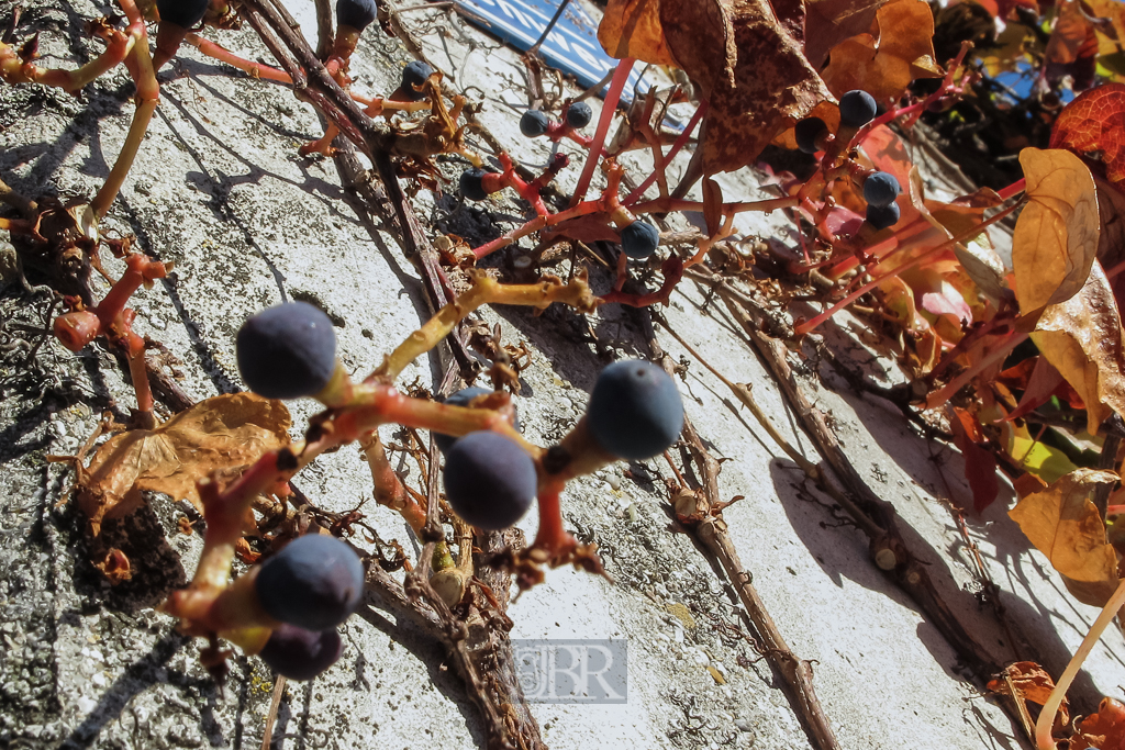 wein_rathaus_in_herbstsonne_03