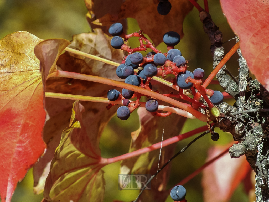 wein_rathaus_in_herbstsonne_13