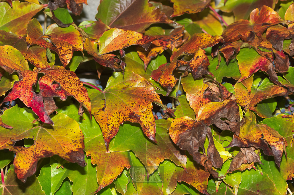 03_herbst15_05