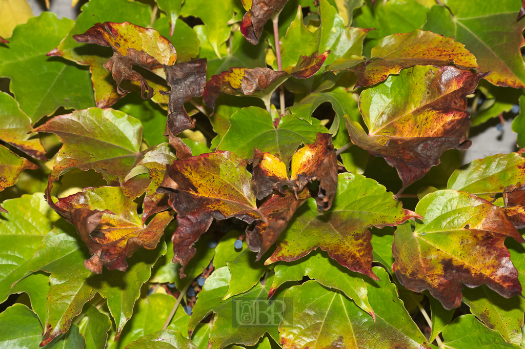 03_herbst15_06