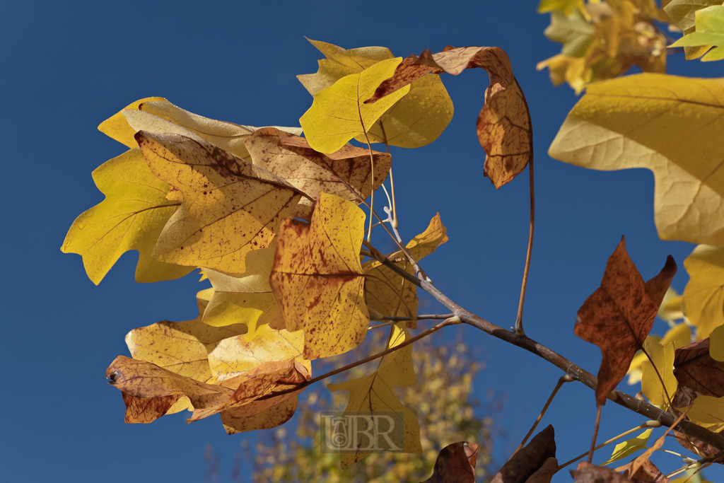 herbst_ahorn_02_blaetter