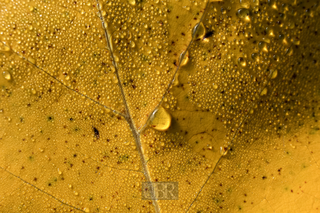 herbst_ahorn_05_blaetter