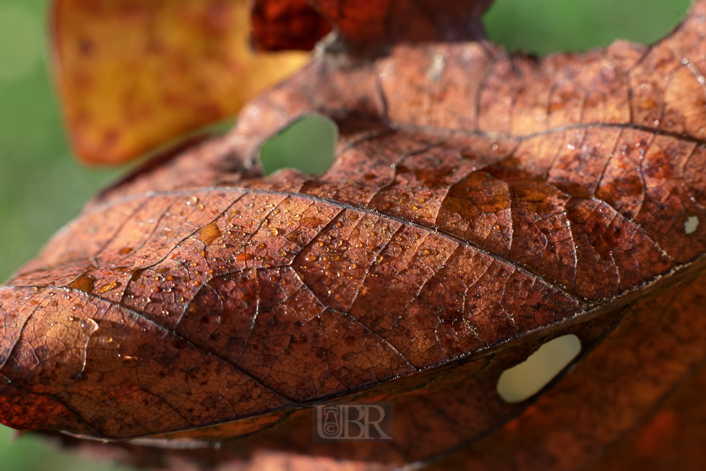 herbst_ahorn_06_blaetter