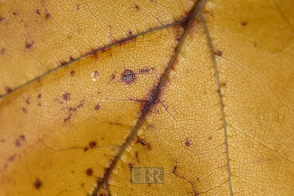 herbst_ahorn_07_blaetter
