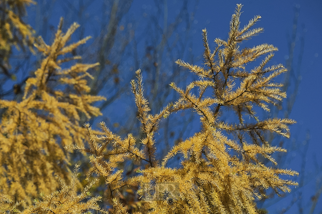herbst_baum_bowoe_11