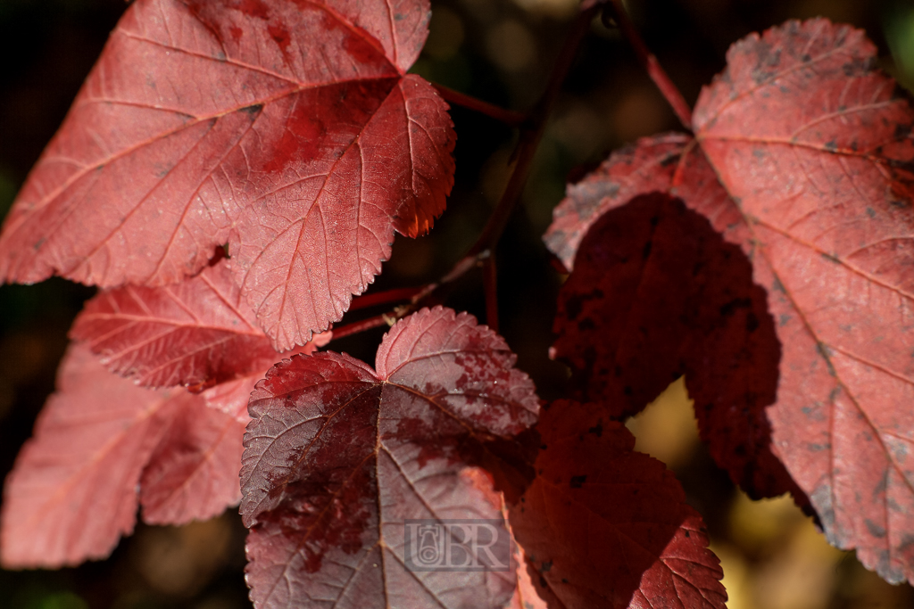 herbstblaetter_01