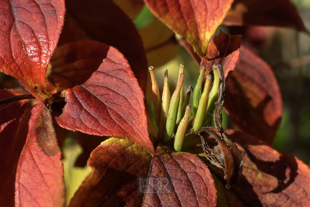 herbstblaetter_02
